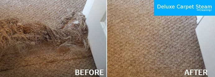 Carpet Molds Repair 