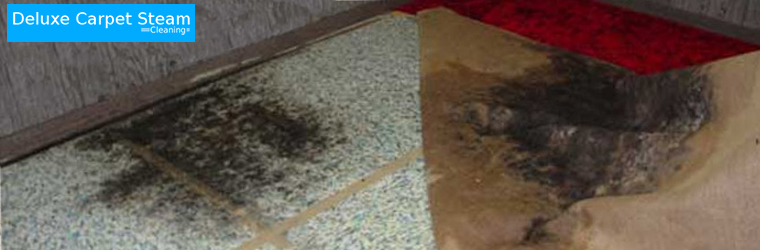 Professional Carpet Mould Removal