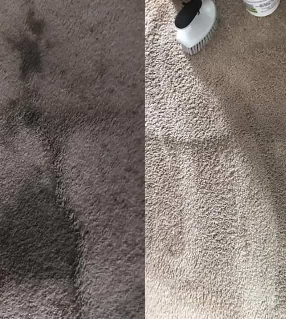 professional carpet mould removal