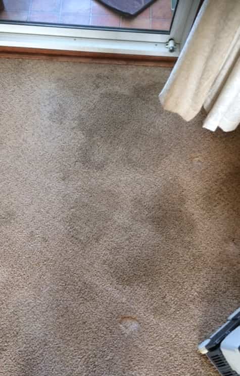  professional carpet stain removal